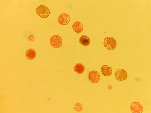Early Embryonic Development Showing Spiral Cleavage Stages in Nereis Marine W