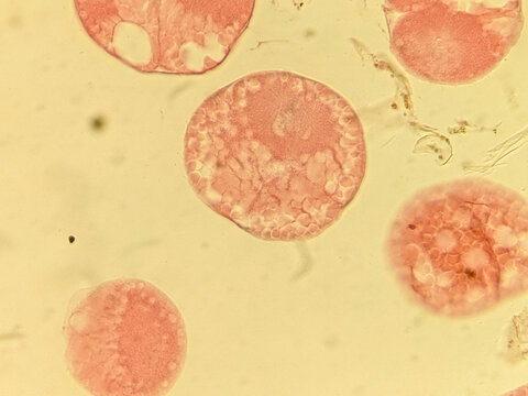 Early Embryonic Development Showing Spiral Cleavage Stages in Nereis Marine W