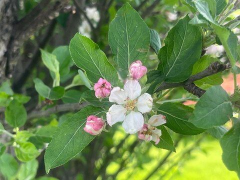 Apple Blosson Beauty