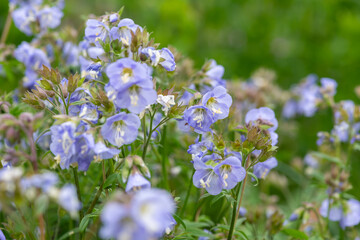 Fototapeta premium Close up of Jacobs ladder (polemonium caeruleum) flowers in bloom