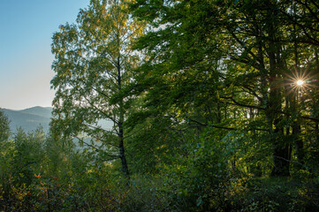 Fototapeta premium Trees against the sun, contours. Clear day.