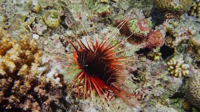 underwater footage capturing a vibrant Clearfin Lionfish Pterois radiata, also known as Radial Firefish or Tailbar Lionfish, gracefully navigating a diverse coral reef ecosystem.