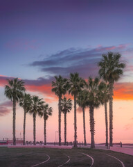 Obraz premium Sunset over Palm Trees in Santo Stefano al Mare, Liguria