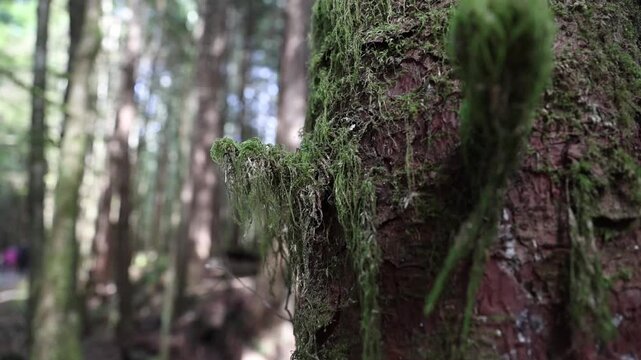 Forest Floor with Fallen Trees and Roots in Temperate Rainforest