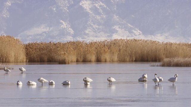A small flock of Tundra Swans rest on the frozen water early in the morning at the Bear River Migratory Bird Refuge in Brigham City Utah USA with marsh grasses and the rising mountains in the distance
