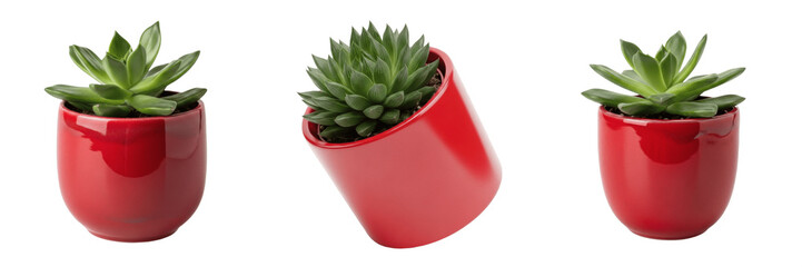 Set and collection Small Green Succulent in Red Pot isolated on white transparent png background