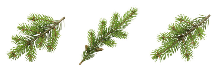 Set and collection Green Pine Tree Branch isolated on white transparent png background © universalworker