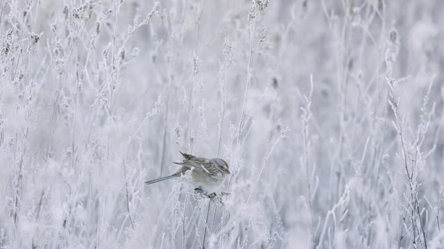 An American Tree Sparrow perches on the frost covered stalks of low growing native plants picking and eating seeds in the cold early morning light at the Bear River Migratory Bird Refuge on Feb 2 2026