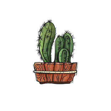 Watercolor Style Vector Cactus in Rustic Wooden Planter Box Hand Drawn Illustration