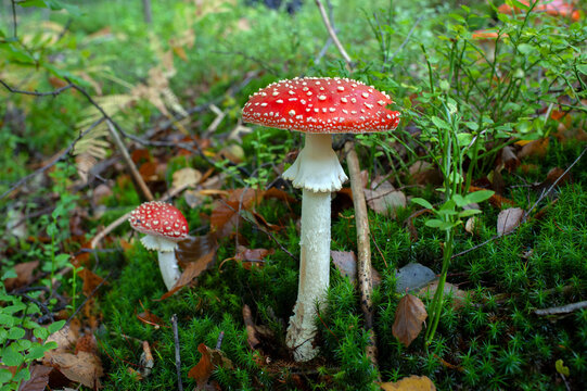 Autumn background, toadstool in a light forest. autumn season Toadstool, wild poisonous red mushrooms in yellow-orange fallen leaves. mushroom harvest concept.