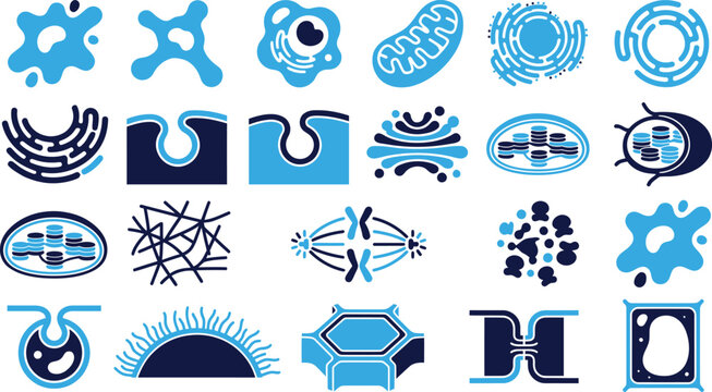 Cell biology icons mitochondria nucleus endoplasmic reticulum cell division plant animal cell structures.