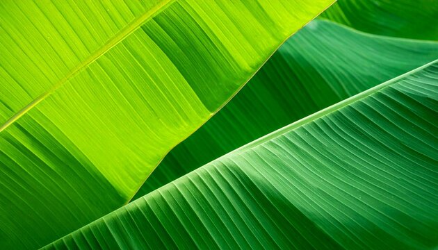 Close up of vibrant green banana leaves with a textured pattern, showcasing natural beauty