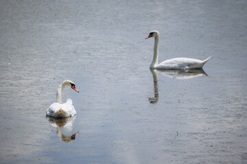 Obraz premium White swans swimming peacefully on a calm lake surface