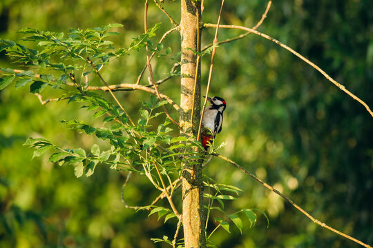 Great spotted woodpecker perching on tree branch