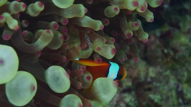 A vibrant Ocellaris clownfish Amphiprion ocellaris gracefully swims within the protective tentacles of its host sea anemone on a healthy coral reef.