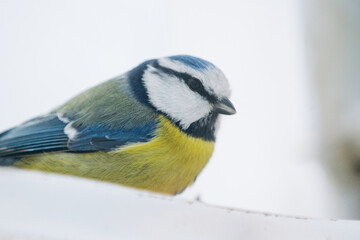 Eurasian blue tit bird in winter wildlife habitat © Iryna