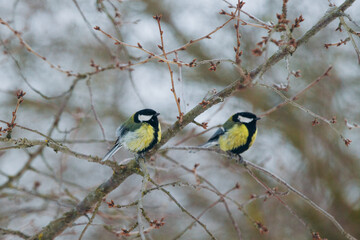 Two great tits perching on bare tree branch in winter © Iryna