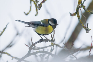 Great tit bird perching on lichen branch in winter © Iryna