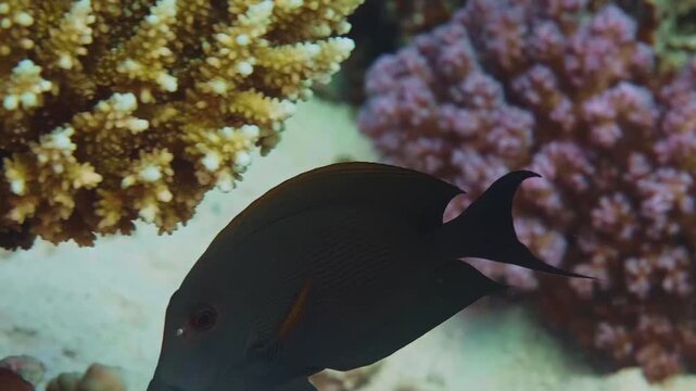 Close up underwater footage of a vibrant black surgeonfish Acanthurus nigricans gracefully swimming amidst colorful coral formations in a tropical ocean reef.
