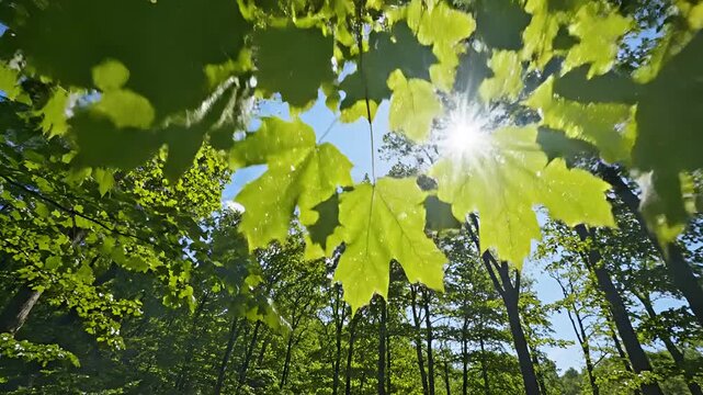 Looking up through lush green forest canopy towards bright sunlit sky.