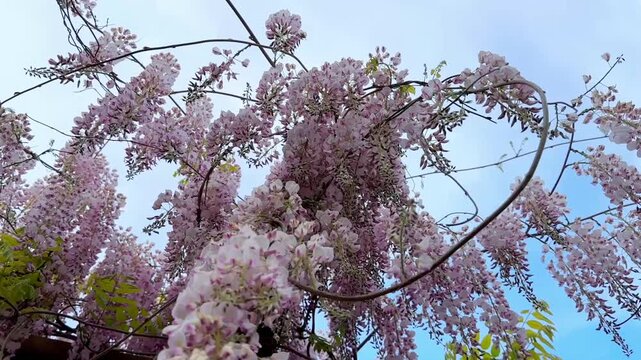 Orbit loop shot around pink wisteria flower cluster against blue sky spring