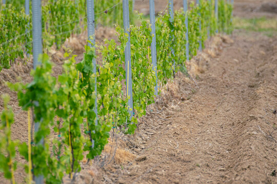 Rows of young grapevines in a vineyard The Concept of agriculture