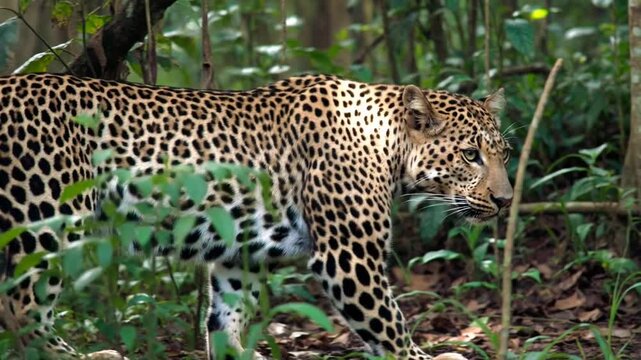 A majestic leopard confidently moves through the dense tropical forest, its striking spotted coat providing camouflage amid the verdant foliage. A powerful symbol of stealth and grace.