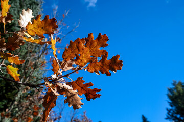 Fototapeta premium Oak leaves in autumn against blue sky Mongostos forest Greece