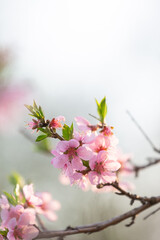 Fototapeta premium Pink blossoms on peach tree
