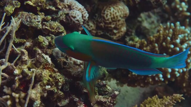 Underwater footage captures a colorful parrotfish, possibly a Daisy Parrotfish Chlorurus sordidus, gracefully swimming through a thriving coral reef.