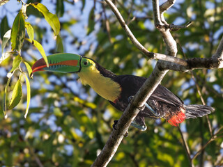 Keel-billed Toucan (Ramphastos sulfuratus) perched on branch with wings slightly spread, colorful bill prominent, tropical forest, Panama. © Alexandra