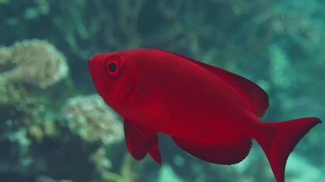 Close up footage of a vibrant red Moontail Bullseye Priacanthus hamrur, also known as Goggle Eye or Red Bigeye, swimming gracefully in its natural coral reef habitat.