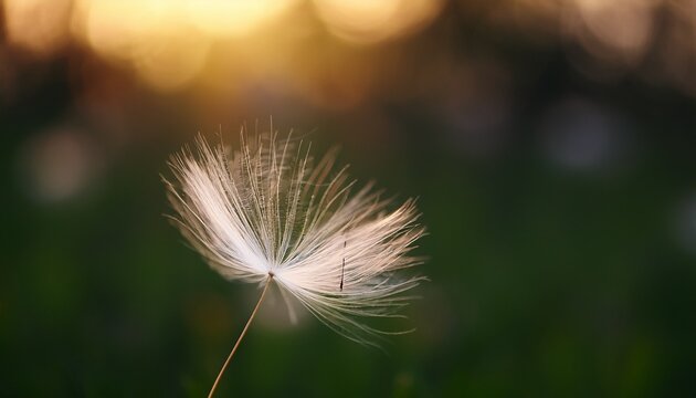 single dandelion seed drifting softly in gentle breeze