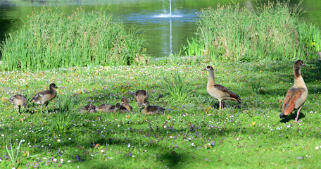 Familie Kanadagans im Frühling im Stadtgarten Neuss, Deutschland © Eduard Shelesnjak