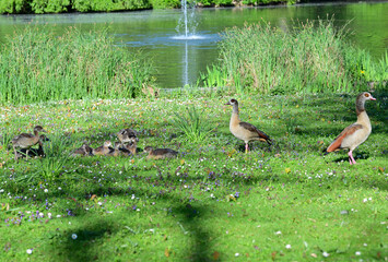 Familie Kanadagans im Frühling im Stadtgarten Neuss, Deutschland © Eduard Shelesnjak