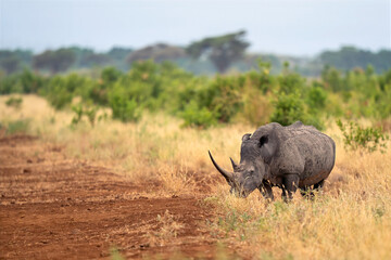 White rhino grazing during the sunrise, square-lipped rhinoceros, Ceratotherium simum, Meru national park, Kenya, East Africa © Tomas Drahos