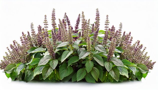 thai basil flower patchouli plant isolated white background