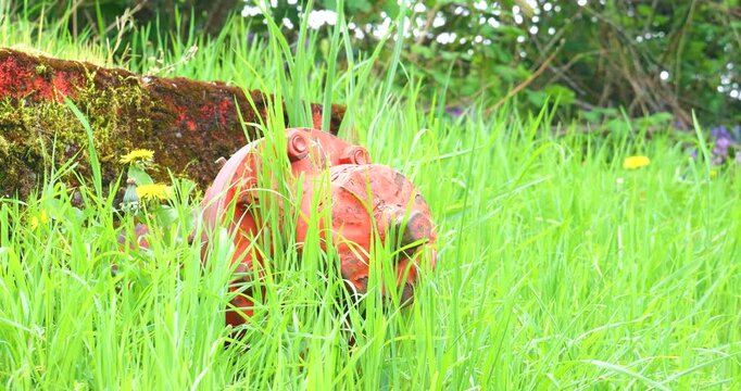 Overgrown orange fire hydrant valve buried in tall spring grass