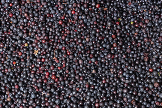 Vaccinium meridionale - Wild blueberries, specifically Andean blueberries commonly known as agraz