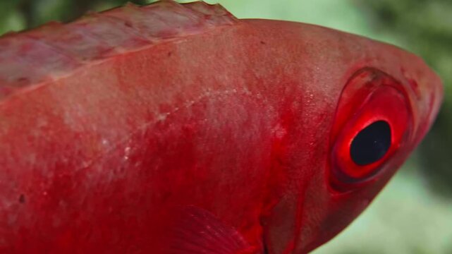 close up shot of a vibrant red Moontail Bullseye Priacanthus hamrur fish, highlighting its large, striking eye and intricate scale patterns.