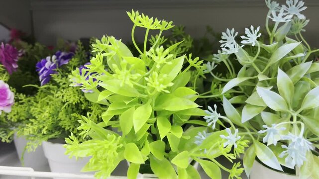 Beautiful White Water Jasmine Flowers Blooming