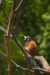 Fototapeta premium A catta lemur posing on the bark of a tree on a sunny day. The fluffy and soft texture of its fur can be seen