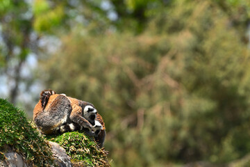 Fototapeta premium A pair of ring-tailed lemurs, crouching with a curious attitude on a rock covered with green grass