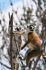 Naklejka premium Animals in nature. Male ring-tailed lemur exploring from the treetops