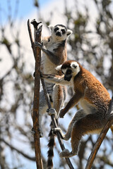 Naklejka premium Animal behavior of two pairs of lemurs among the branches of trees