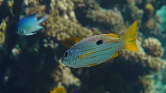 Close up underwater footage of a beautiful Blackspot Snapper Lutjanus fulviflamma, also known as Dory Snapper or Ehrenberg's Snapper, swimming gracefully amidst a colorful coral reef.