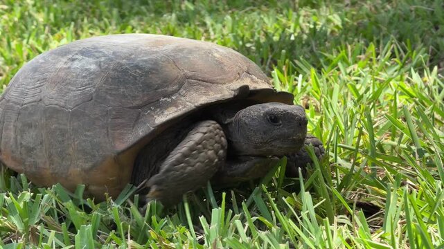 A land tortoise crawls across fresh green grass in bright daylight. The natural habitat scene reflects wildlife, calm movement, and peaceful outdoor environment.