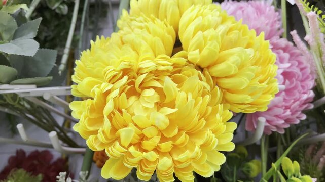 Close up of vibrant orange marigold flowers in bloom
