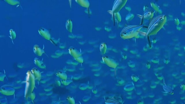 A vibrant underwater scene captures a large school of blue Lunar Fusiliers Caesio lunaris swimming gracefully in the clear blue ocean.