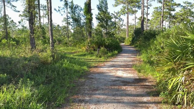 A quiet dirt path winds through tall pine trees and lush green vegetation in nature. The peaceful woodland scenery creates a calm hiking and outdoor exploration atmosphere.